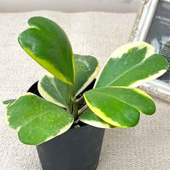 斑入り　ハート ホヤ　苗　ほや はーと　多肉/植物　山野草/フイリ 斑入り ハート ホヤ 苗 ほや はーと 多肉/植物 山野草/フイリ